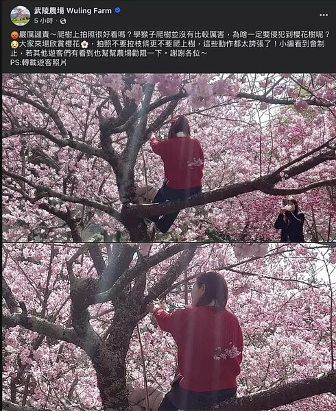 武陵農場櫻花祭開跑,怎料有民眾為拍美照,側坐在樹幹上,遭農場小編發文嚴厲譴責。圖/翻攝自武陵農場臉書