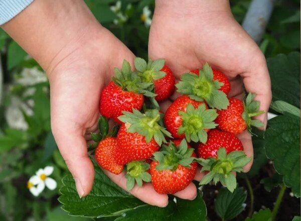 台北市內湖區的白石湖正值草莓季，想採草莓不必跑到苗栗，搭捷運就能抵達。圖／北市產發局提供
