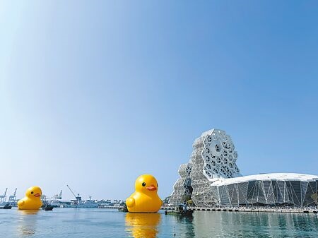 
黃色小鴨回歸高雄魅力無法擋，展出不到三周已吸引逾550萬人次參觀。圖∕陳建宇
