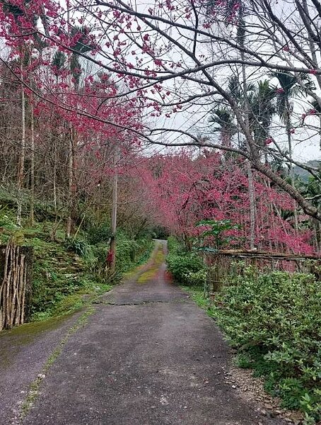花蓮縣壽豐鄉樹湖櫻花步道正值花期,山櫻燦爛,枝頭點點緋紅。圖/樹湖愛鄉協進會理事長楊國卿提供