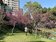 桃園「這公園」櫻花林盛開美景　遊客賞櫻拍照打卡偽出國