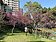 桃園「這公園」櫻花林盛開美景　遊客賞櫻拍照打卡偽出國
