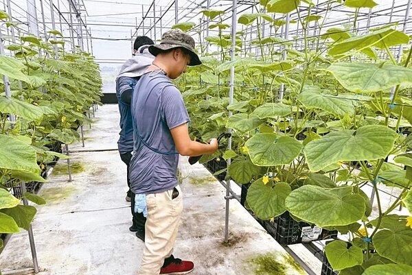 中市府將與學校合作，輔導設籍台中的農校生，若無自有土地，將協助承租，鼓勵投入青農輔導計畫。圖／中市府提供
