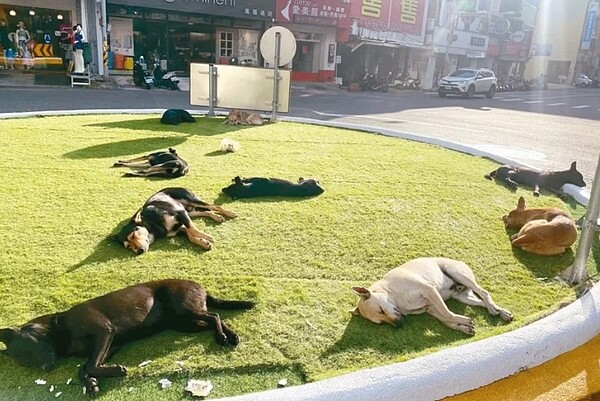 彰化市精華區三角公園圓環人工草皮，一度成了10多隻流浪犬享受日光浴的「曬狗場」，凸顯流浪犬安置的問題。圖／縣議員黃千宴提供
