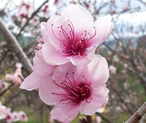 「雨水」是二十四節氣中的第二個節氣，此時萬物都在渴望著一場甘霖之雨，是大地回春的重要節點。示意圖／維基百科