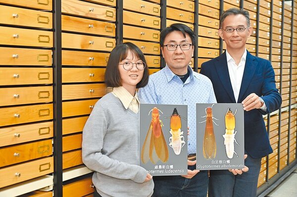 中興大學昆蟲學系教授李後鋒（右）研究團隊，與博士生吳佳倩（左）、副研究員蔡經甫（中），在標本收藏庫中展示台灣白蟻新成員。圖／中興大學提供
