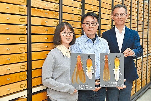 中興大學昆蟲學系教授李後鋒（右）研究團隊，與博士生吳佳倩（左）、副研究員蔡經甫（中），在標本收藏庫中展示台灣白蟻新成員。圖／中興大學提供
