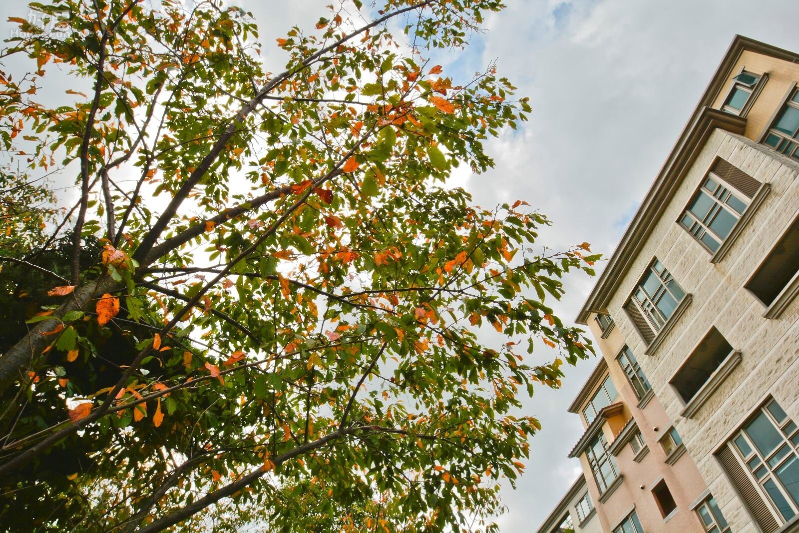 2013年9月秋天情境照,逐漸枯黃的樹葉。(好房News記者 陳韋帆/攝影)