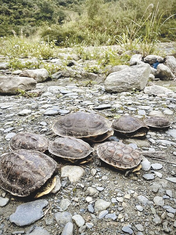 有民眾在宜蘭縣武荖坑風景區發現溪床上好幾隻烏龜奄奄一息，懷疑是遭人隨意放生，甚至有烏龜卡在石頭縫動彈不得。圖／極地救援聯盟顏先生提供