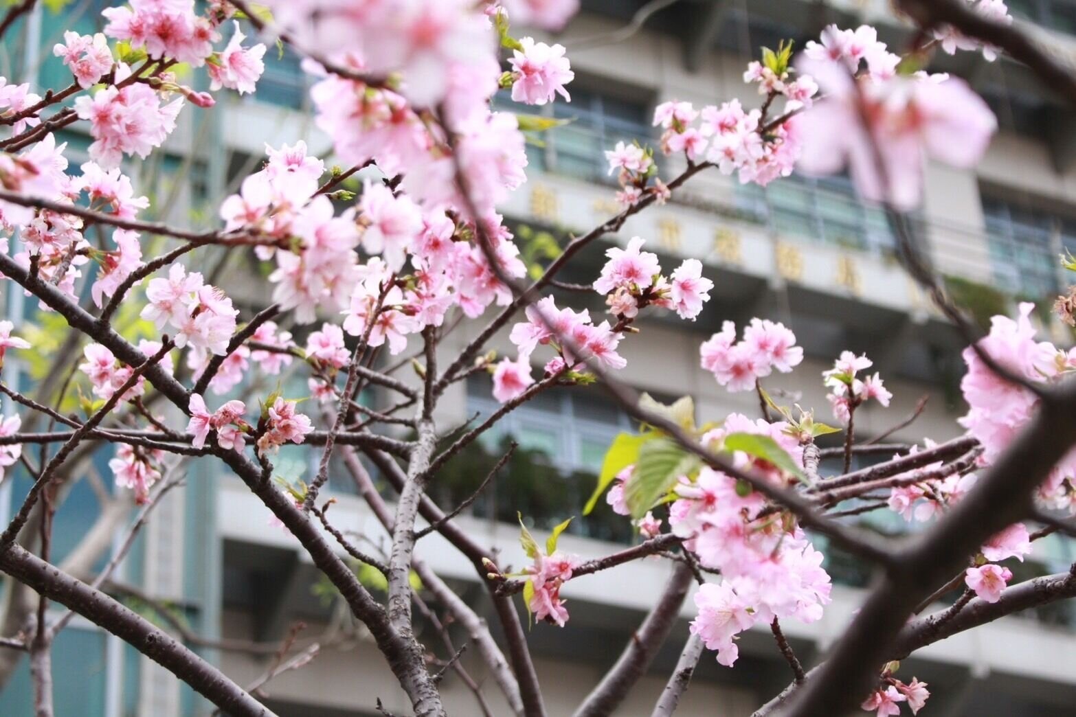 竹市租稅宣導,邀市民賞櫻、喝免費星巴克。圖/新竹市府提供