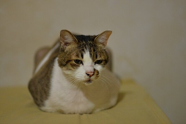 動物之家出身的阿肥。圖/動保處提供