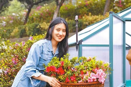 新北市萬金杜鵑花展以「花開落籽」為主題,象徵青農返鄉的寓意。(呂健豪攝)