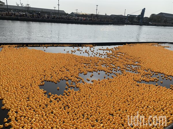黃色小鴨展期倒數二天，市府舉辦「港快跑鴨！」水域摸彩活動，相當吸睛。記者宋原彰／攝影 