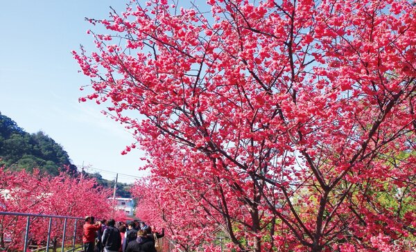 「113年后里櫻花季觀光活動」於泰安派出所旁櫻花園區登場。圖／台中市政府提供