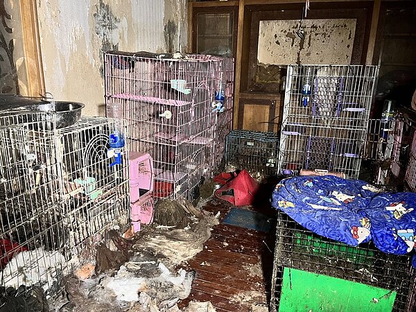 龍潭區一棟租屋飼養流浪貓、狗被棄自生滅死， 內屋內貓狗屍海令人震驚駭人。圖／桃園市動保處提供