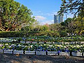 春日色彩盡收眼底　「2024台北杜鵑花季」盛況全攻略