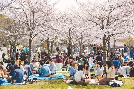 日圓大貶，日本成為民眾出國旅遊首選，圖為日本櫻花季許多人在樹下野餐賞櫻。（黃世麒攝）