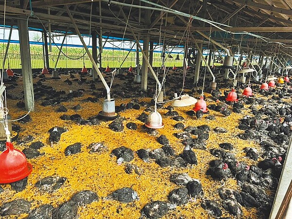 雲林縣土庫鎮1家土雞場業者日前通報雞隻大量死亡,雞舍內雞屍遍野,經防疫所人員採驗,昨日證實確診禽流感,撲殺其餘7505隻土雞。(雲林縣動植物防疫所提供/周麗蘭雲林傳真)