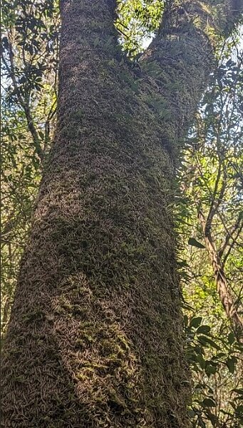 新竹縣尖石鄉李棟山區傳出大量馬陸竄出,覆蓋地面及樹幹,景象令人頭皮發麻。圖/翻攝自臉書陳俊宏