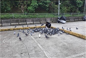 餵食行為是引發鴿害最大因素。圖/新北市動保處提供