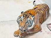 台北動物園添嬌客　馬來虎最快4月亮相