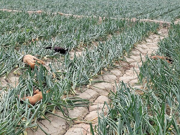 浪犬被毒死，倒臥車城國中附近一處洋蔥田。圖／農業處提供
