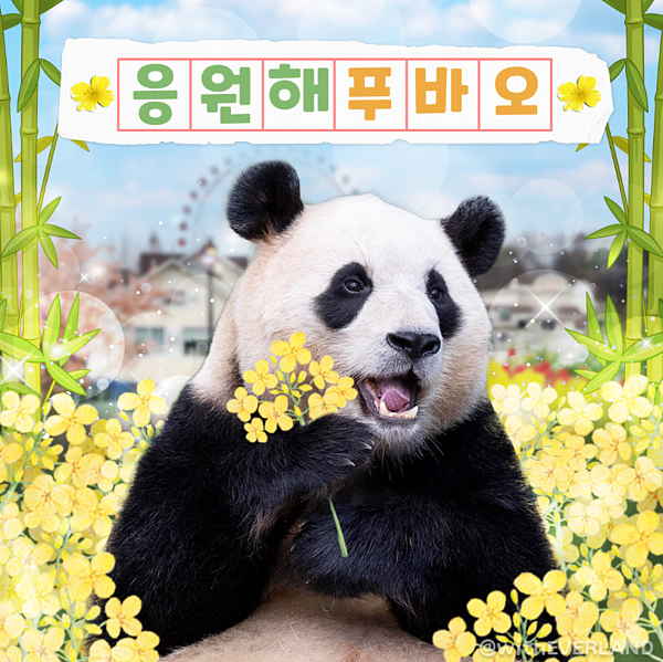 旅韓貓熊「福寶」即將於4月返回中國大陸。圖/witheverland IG