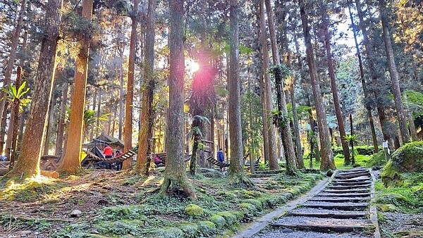 溪頭森林遊樂區+溪頭福華01