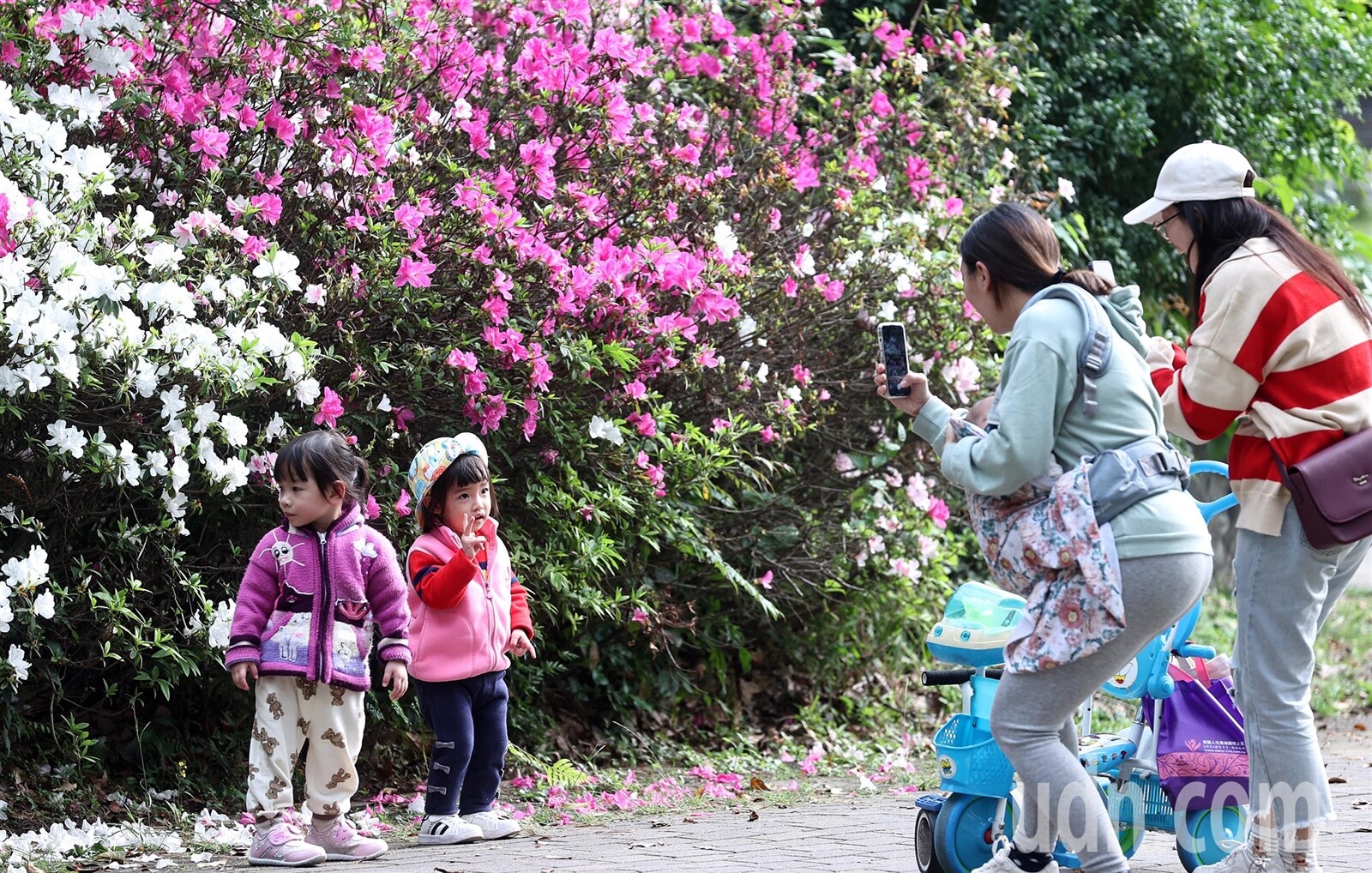 今明兩天全台因受吹南風影響，天氣晴朗穩定，好天氣吸引不少民眾到公園踏青，兩位媽媽為幼童在綻放的杜鵑花前拍照。記者侯永全／攝影 