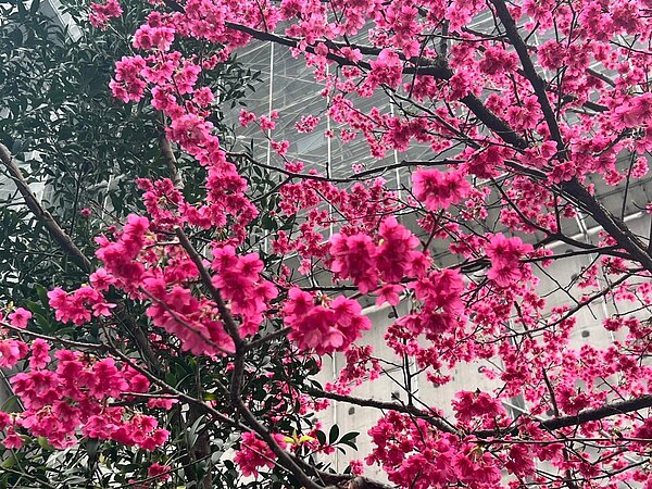 力霸東森&三角花城櫻花