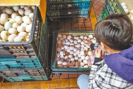 台北市蛋商公會理事長林天來5日坦言,受到農曆春節休市影響,全台各地蛋商雞蛋囤貨量大,臨時召開會議並決議調整蛋價,6日起產地價降3元、周四批發價降3元。(鄧博仁攝)