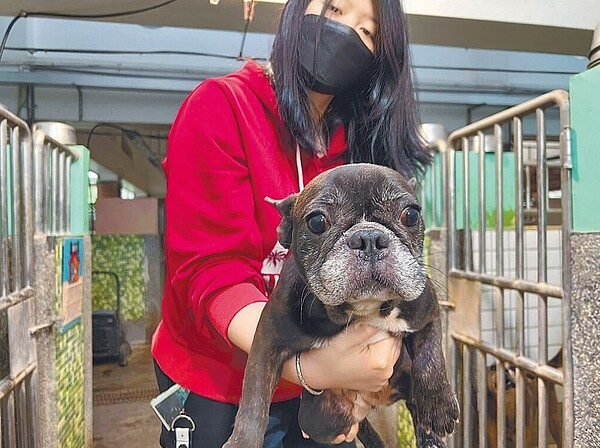 宜蘭縣壯圍鄉1家法國鬥牛犬養殖場因業者無法繼續營運，67隻法國鬥牛犬剩下50隻存活，截至6日還有9隻法國鬥牛犬等待領養。圖／宜蘭縣政府提供
