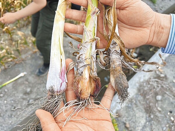 雲林縣土庫鎮大蒜出現無法結球情形，已有農民開始耕除，損失慘重。（土庫鎮公所提供／張朝欣雲林傳真）