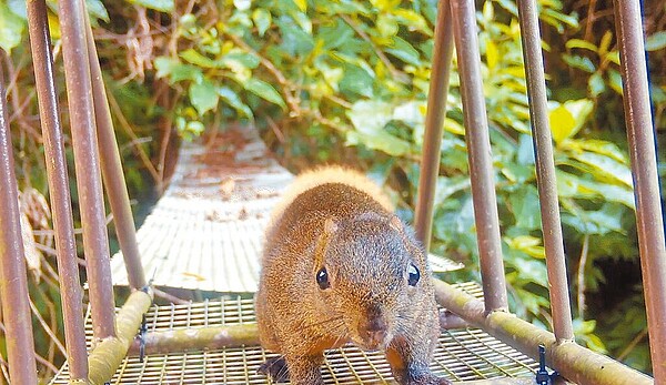 土城區承天路的天空廊道,依據生態調查結果設計成提供松鼠等樹棲動物安全通行的空間。(新北市農業局提供/陳慰慈新北傳真)