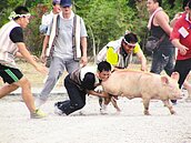 太魯閣族感感恩祭抓豬　人被拖著跑