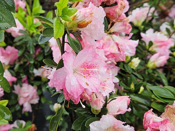 今年響應綠博以萬金杜鵑佈置新北物產館,讓萬金杜鵑之美到宜蘭持續綻放。圖/新北市政府提供