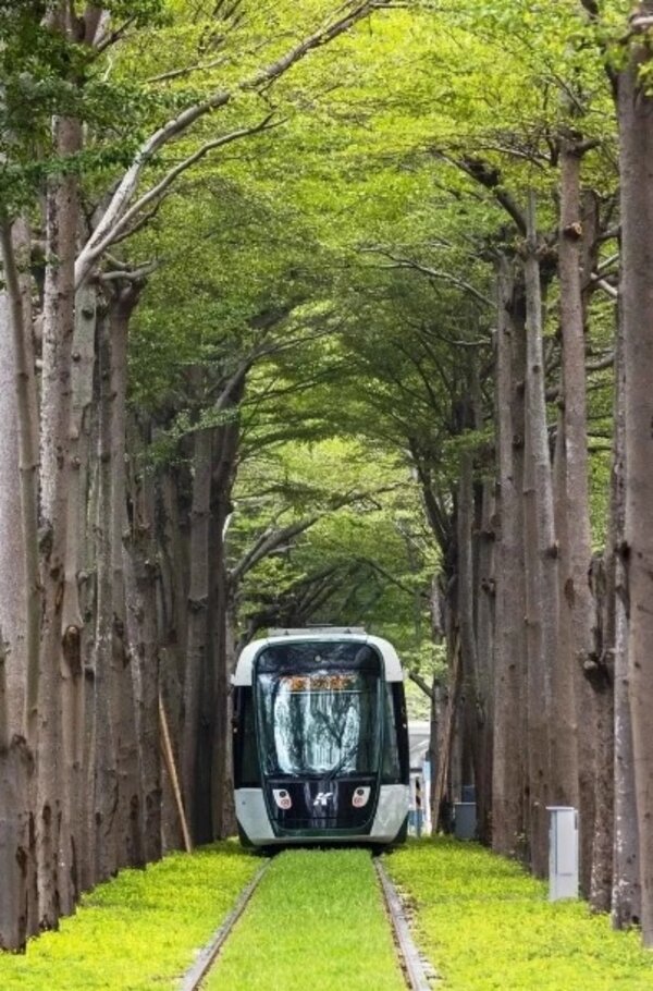 高雄輕軌美術館站段，列車行駛於小葉欖樹林中猶如「龍貓隧道」。圖／高雄捷運提供
