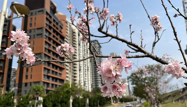 竹北興隆路櫻花陸續綻放。圖/新竹縣政府提供