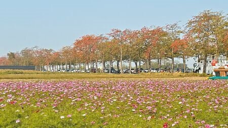 春分將至,台南市將軍區苓仔寮近2000棵木棉樹盛開,將軍區公所16日結合拔蘿蔔等體驗遊程,在苓仔寮木棉道舉辦賞花活動。(張毓翎攝)