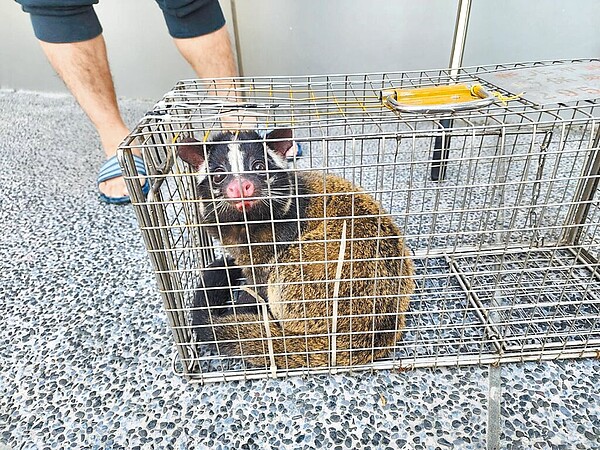 新北市動保處2023年接獲62件野生動物誤入住家案件,白鼻心就占半數達34件。圖/新北市動保處提供