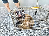 新北62起野生動物闖住宅　白鼻心逾半
