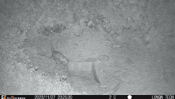 屏科大野保所教授翁國精團隊架設自動相機，2023年11月底發現麝香貓在海拔近2800公尺的麟趾山區活動。圖／屏科大野保所教授翁國精團隊提供
