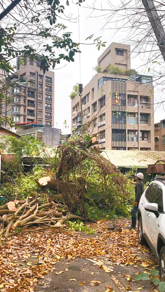 台北市木柵路一段238巷內的老宅近年建商以危老都更開發，建商日前砍伐還在審查中的老樹，遭居民抗議。圖／讀者提供