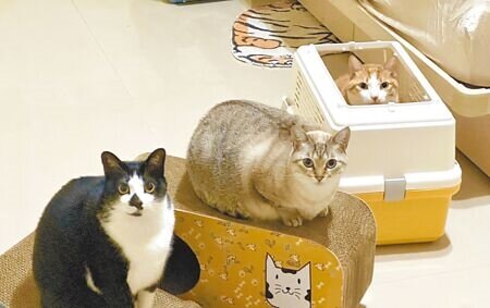 
台中市議員張彥彤等提案設立「全室內貓公園」，養貓人士認為貓咪對環境較敏感，可能不會帶貓去使用。（張亦惠攝）
