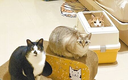 台中市議員張彥彤等提案設立「全室內貓公園」,養貓人士認為貓咪對環境較敏感,可能不會帶貓去使用。(張亦惠攝)