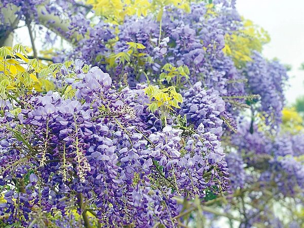時值紫藤花季,嘉166縣道沿途可見紫藤花綻放,加上今年紫藤花季以「浪漫來嘉」為主軸,除一系列活動,還有活動好康、住宿優惠,眾多遊客特地上山感受紫色山城魅力。圖/嘉義縣政府提供