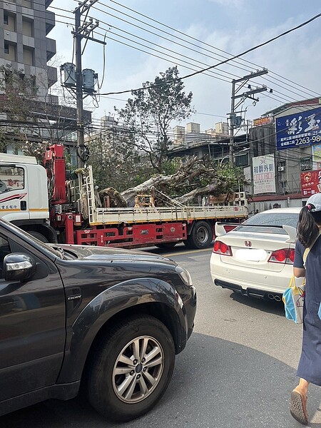 有民眾在新北土城目擊寬廣人行道上卻將樹活生生載走，質疑是亂砍樹。圖／看守土城愛綠協會提供