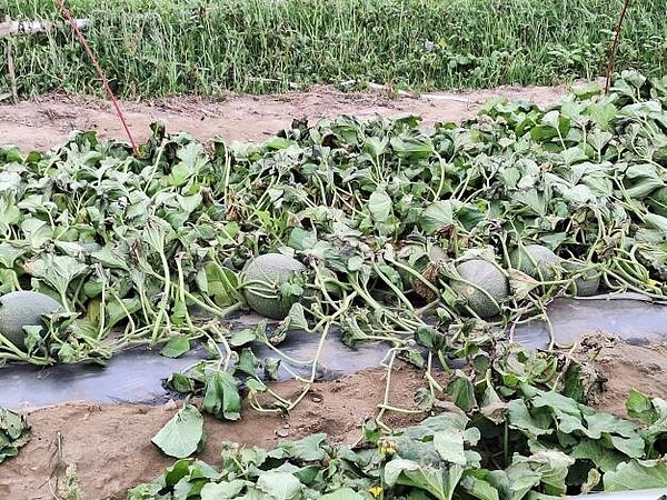 小犬颱風侵襲台灣，對台灣東南部農作物造成災損。圖／台南市政府提供