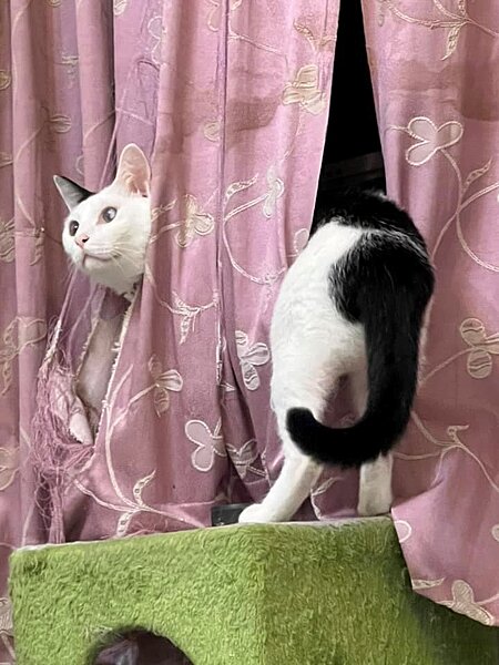 貼文吸引不少網友分享自家的慘況。取自臉書社團《我與街貓的距離》