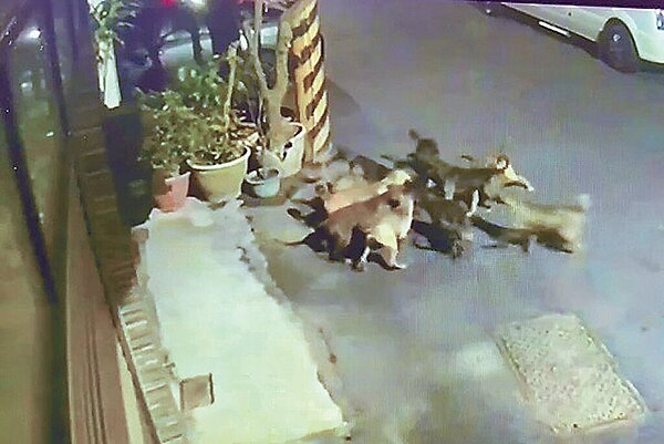 台南市仁德區10日深夜發生12隻遊蕩犬圍攻咬死小黑狗,台南市議員郭鴻儀要求市府設法從源頭解決層出不窮的遊蕩犬問題。(郭鴻儀提供/曹婷婷台南傳真)